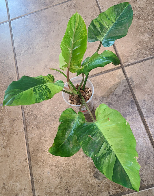 Philodendron Jungle Fever 103