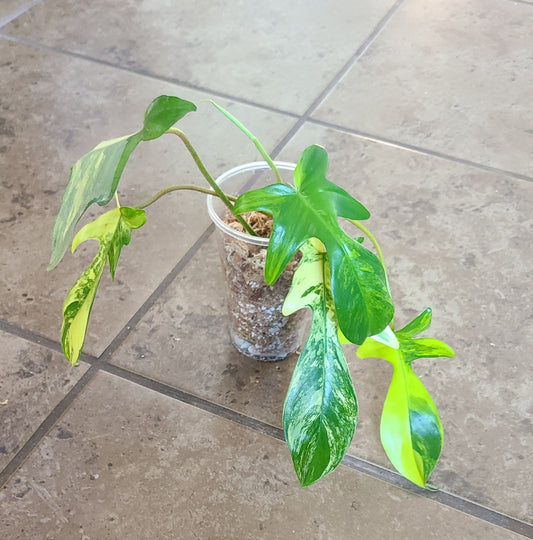 Philodendron Florida Beauty 102