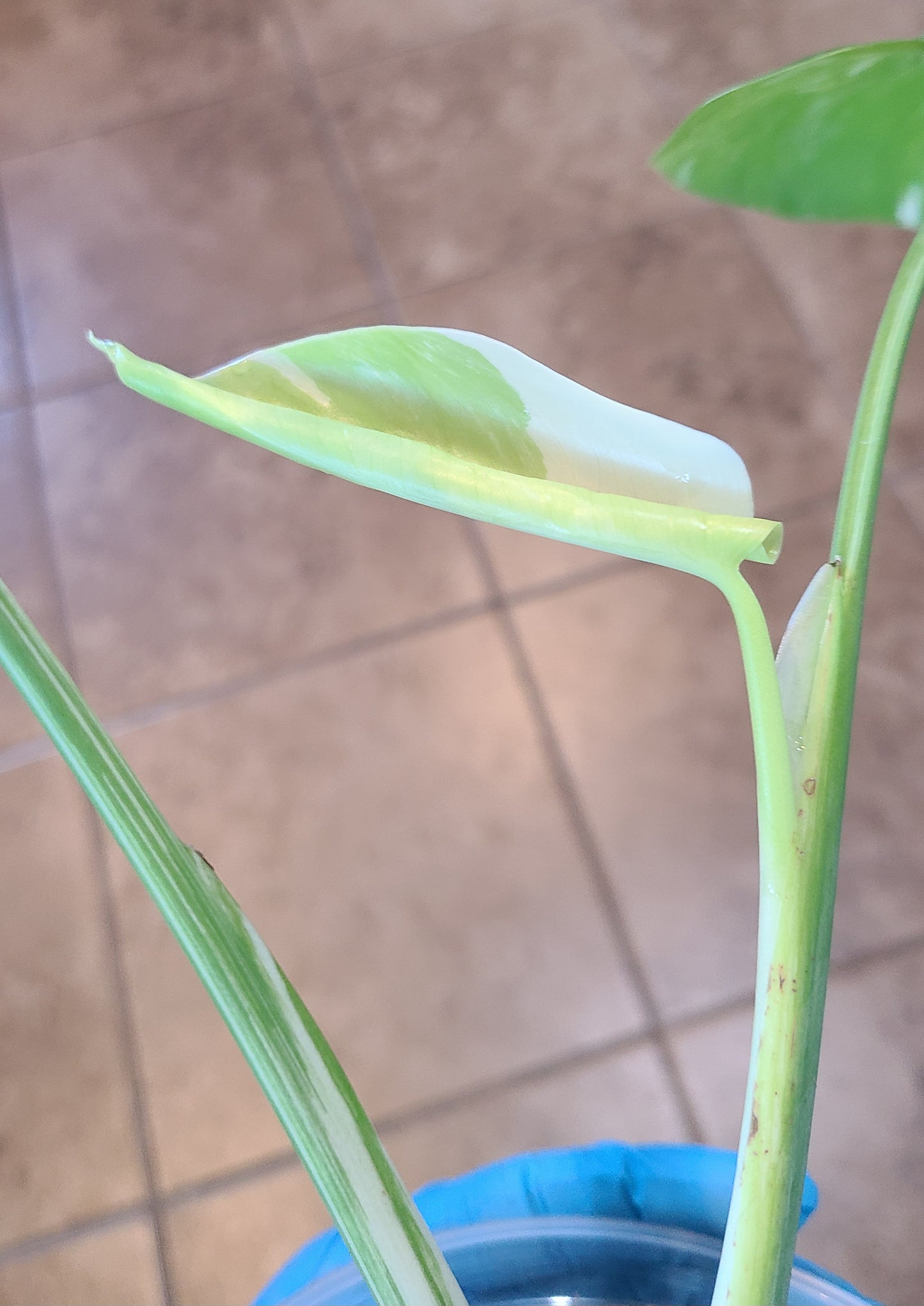 Monstera Albo 102