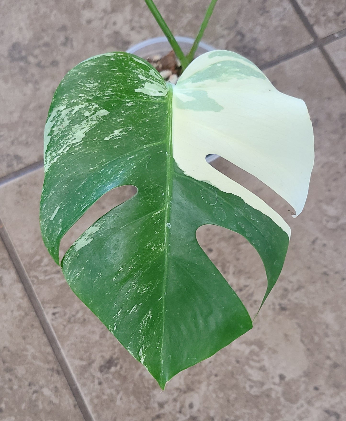 Monstera Albo 102