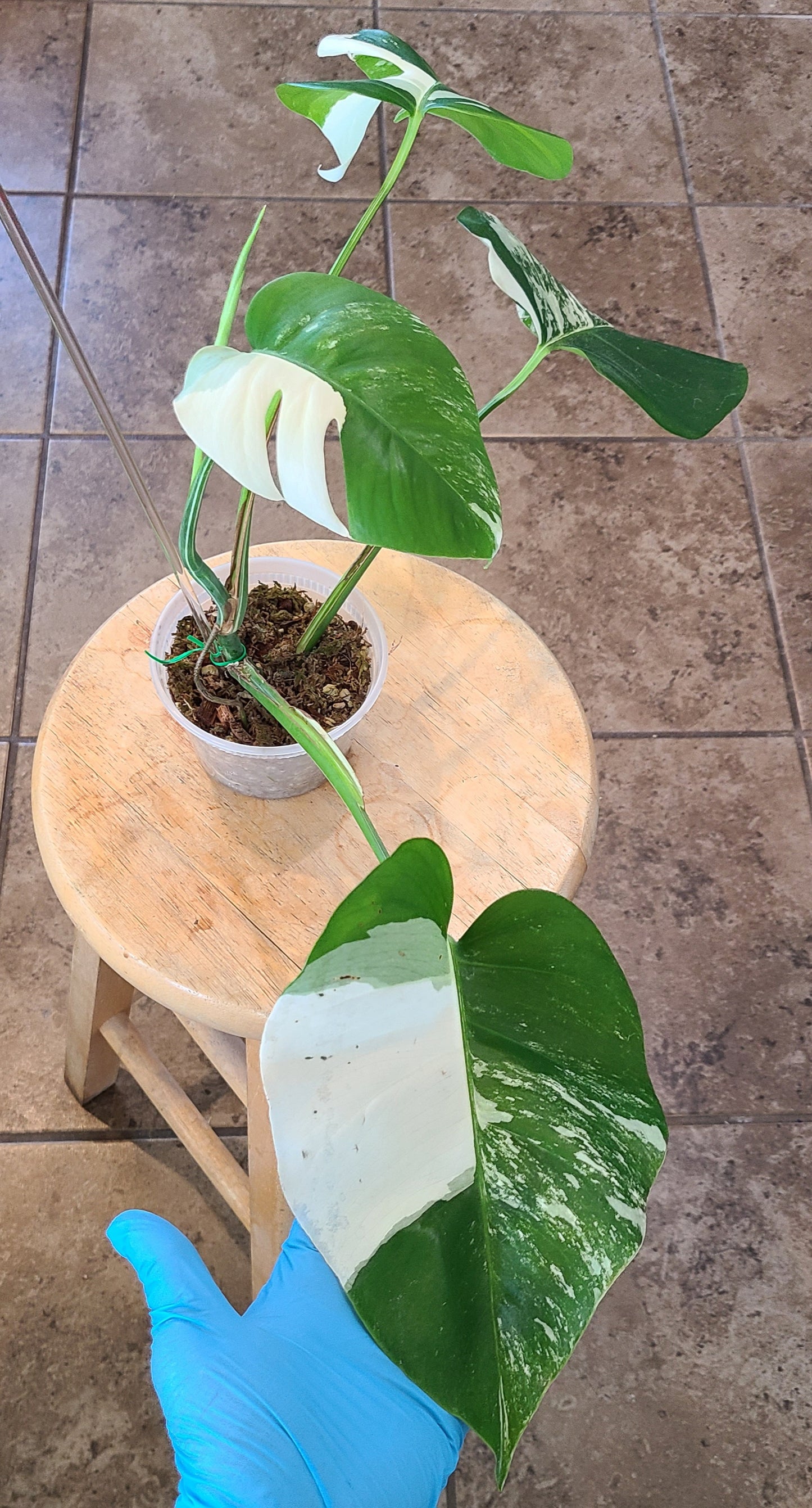 Monstera Albo 104