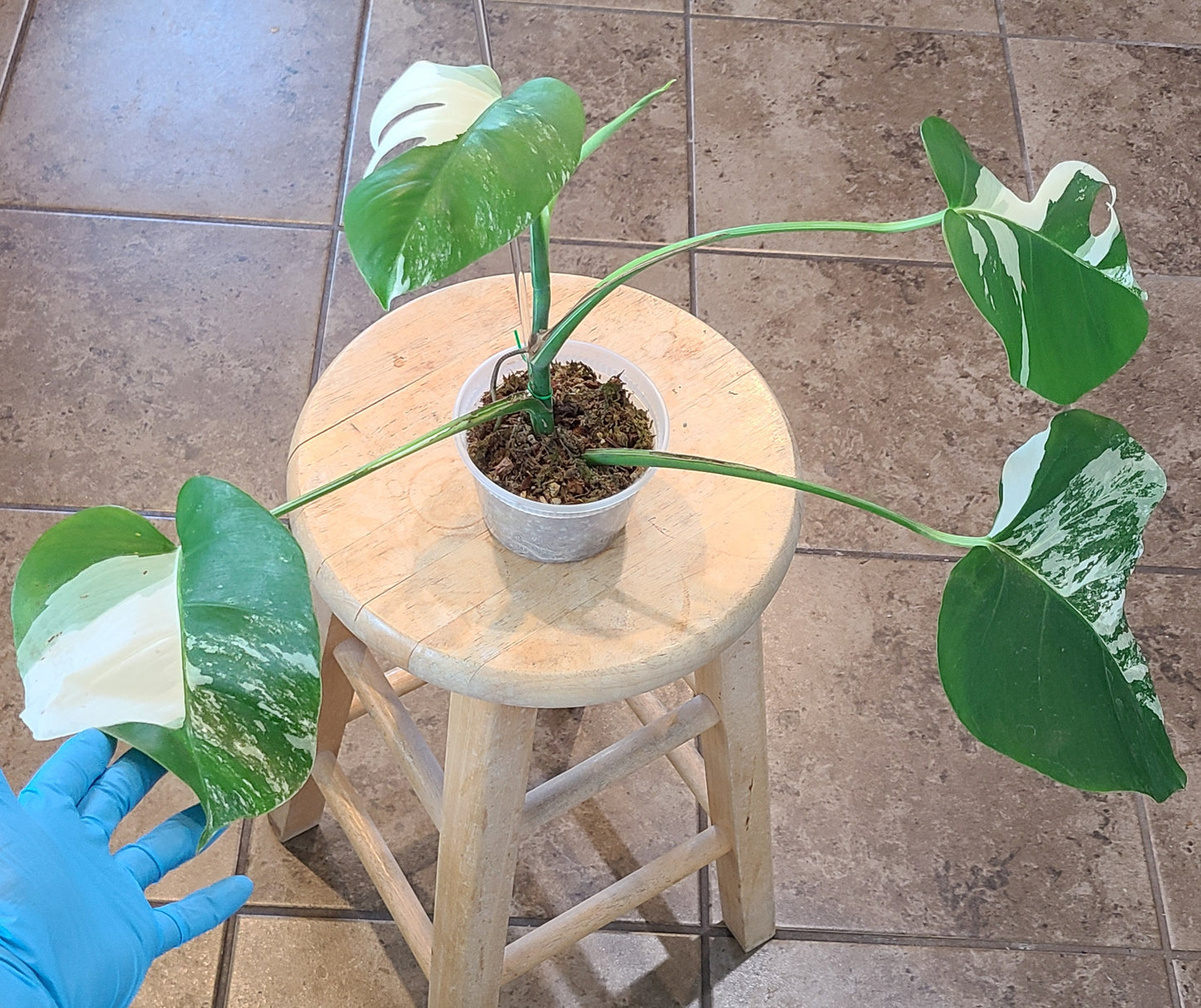 Monstera Albo 104