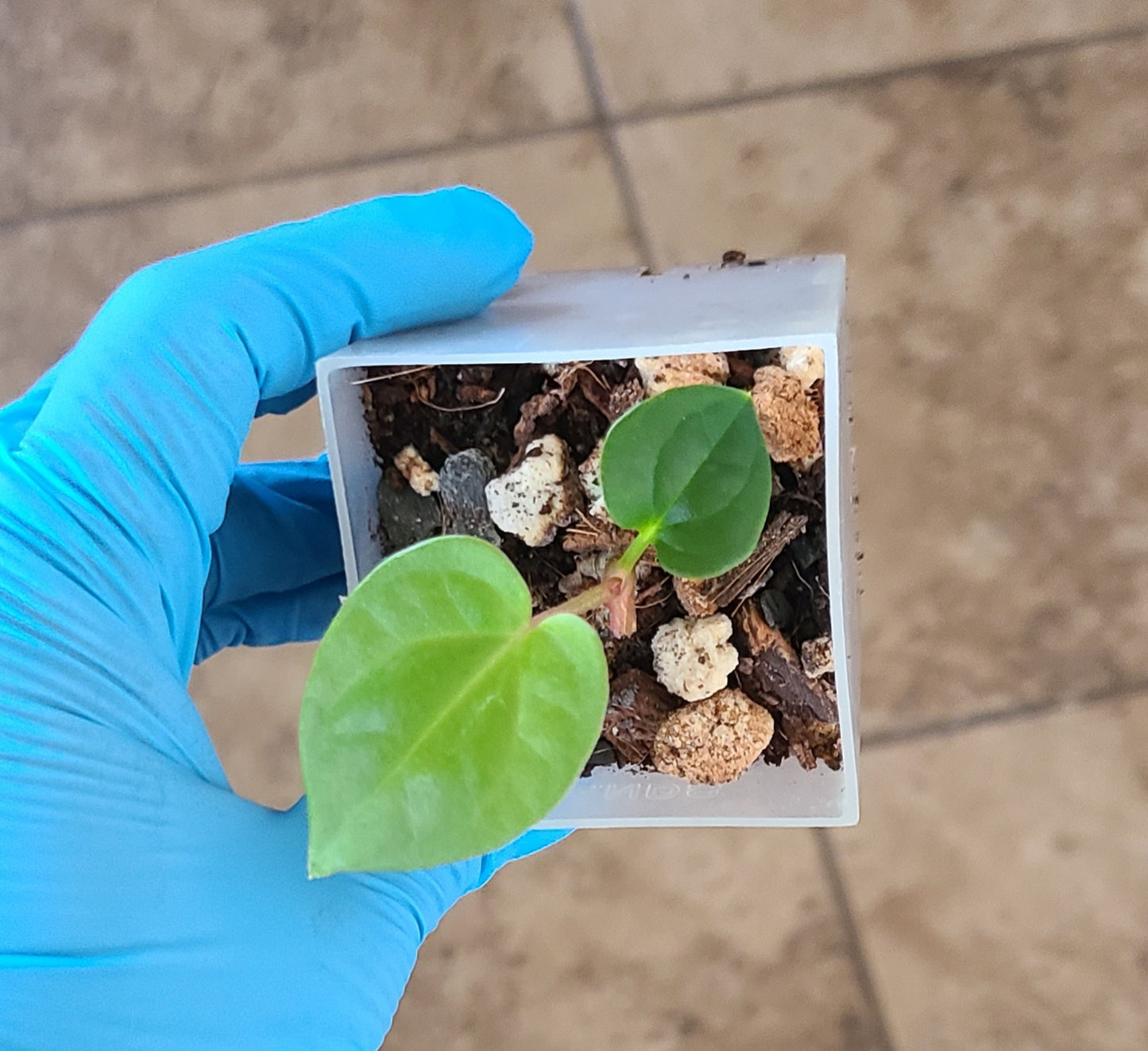 Anthurium Luxurians x Besseae aff