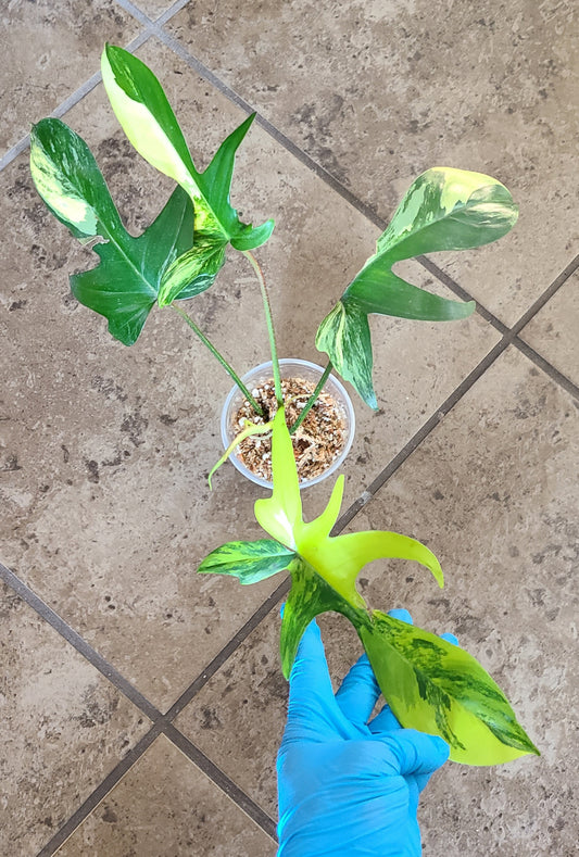 Philodendron Florida Beauty 101
