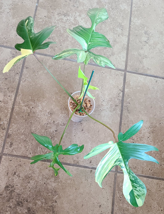Philodendron Florida Beauty 103