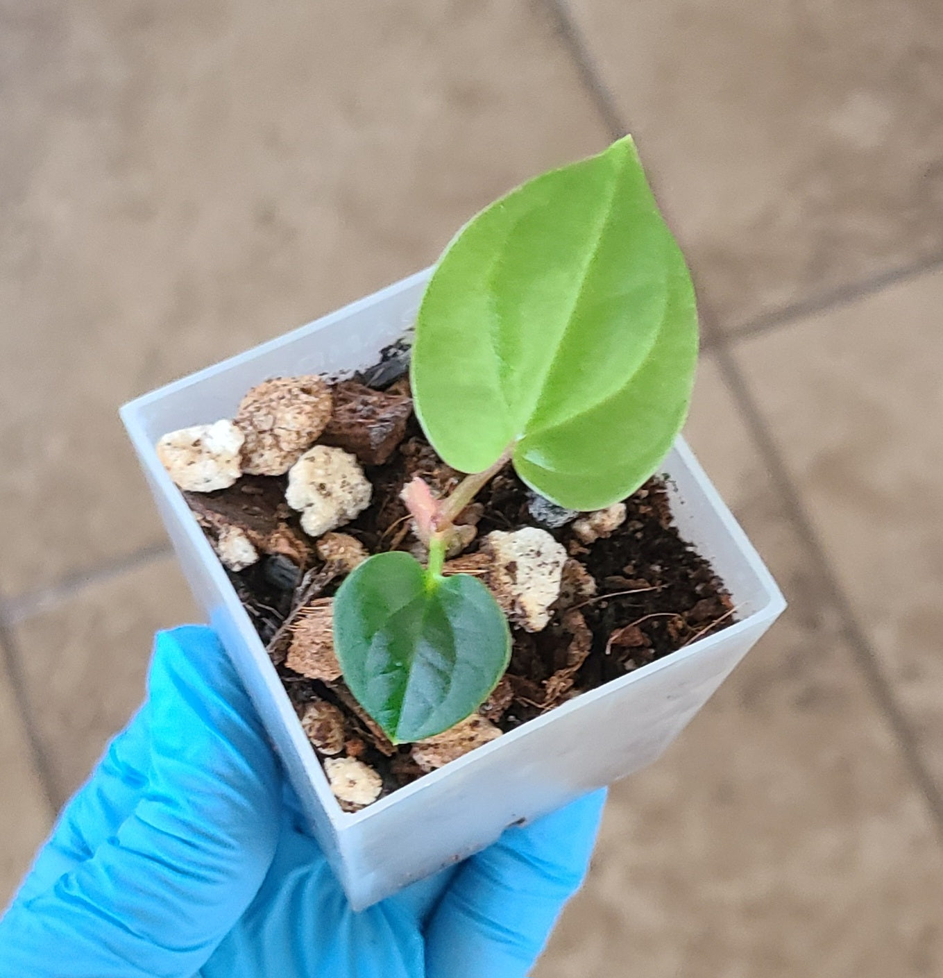 Anthurium Luxurians x Besseae aff