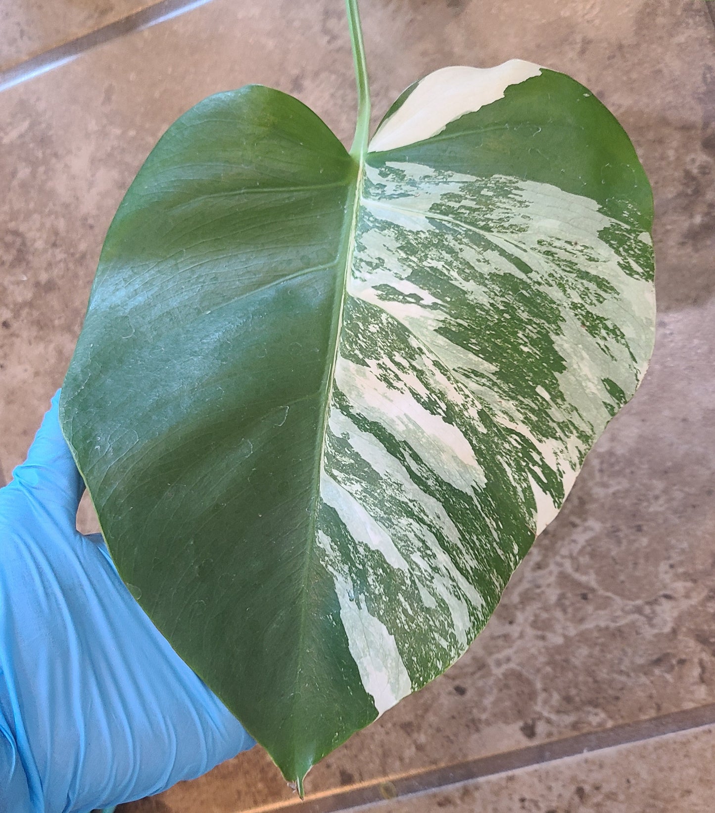 Monstera Albo 104