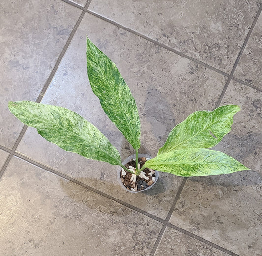 Variegated Bird's Nest Anthurium (Anthurium Hookeri Variegata)