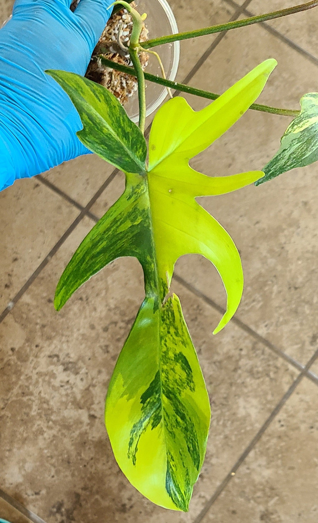 Philodendron Florida Beauty 101
