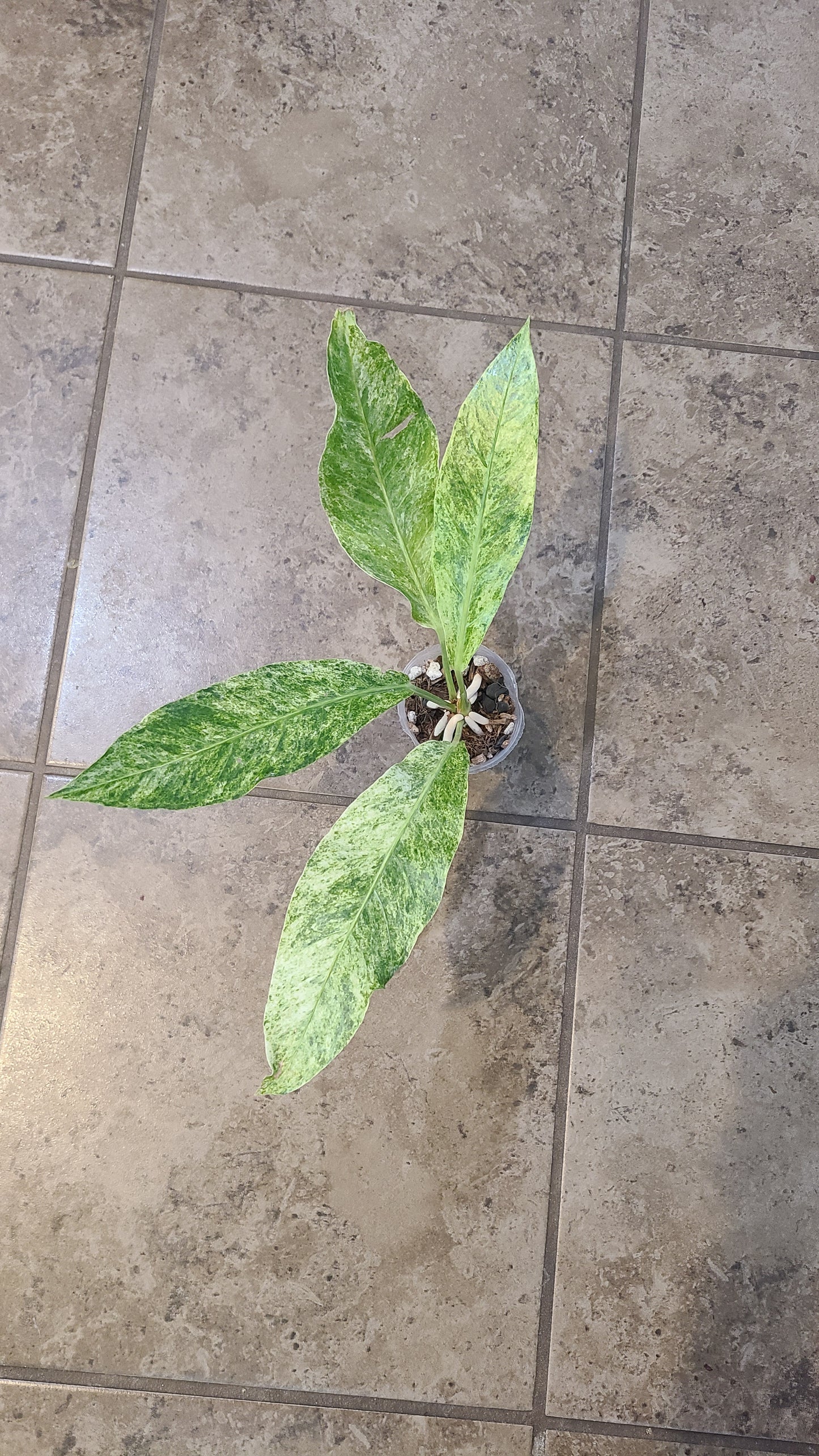 Variegated Bird's Nest Anthurium (Anthurium Hookeri Variegata)