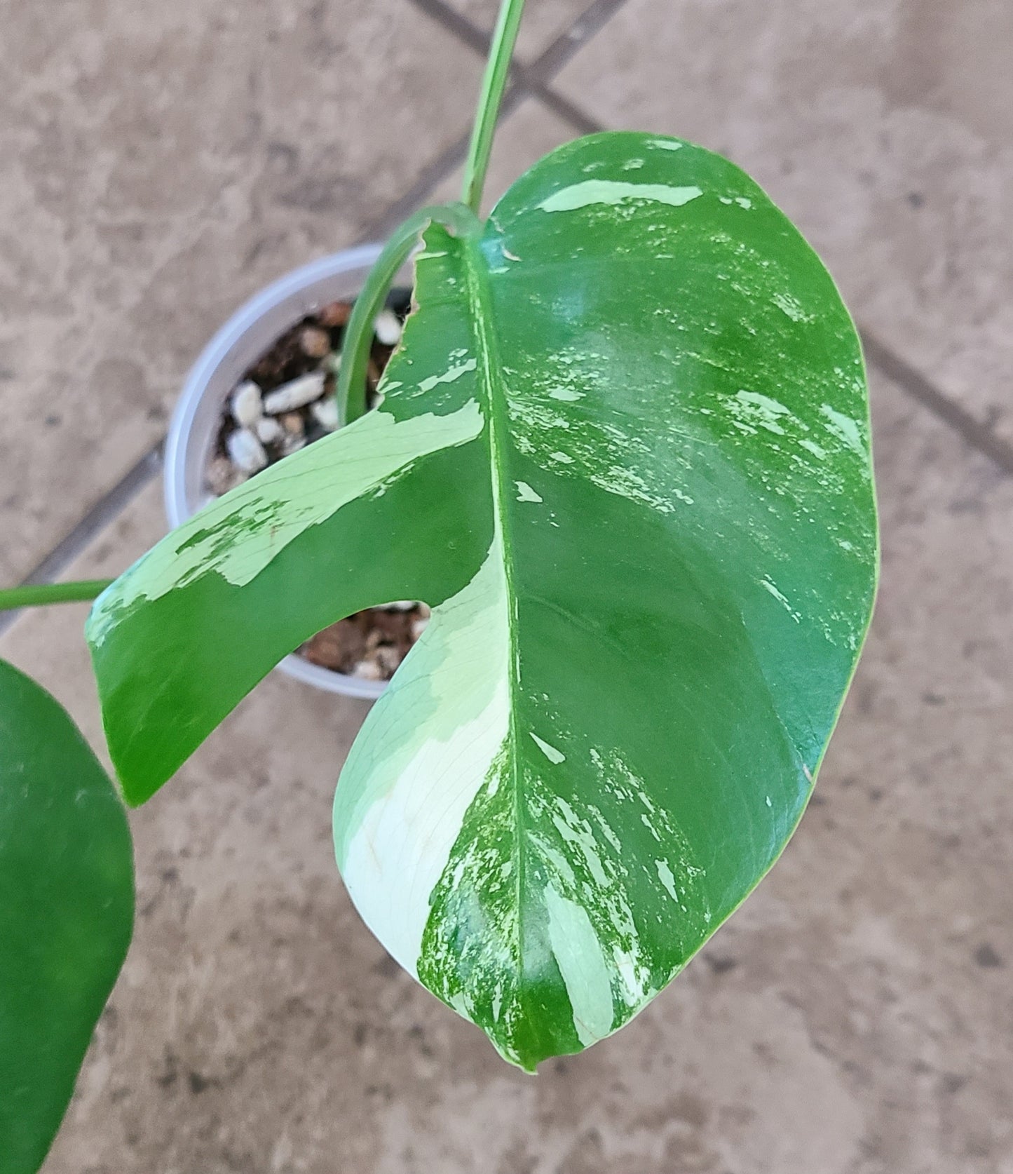 Monstera Albo 102